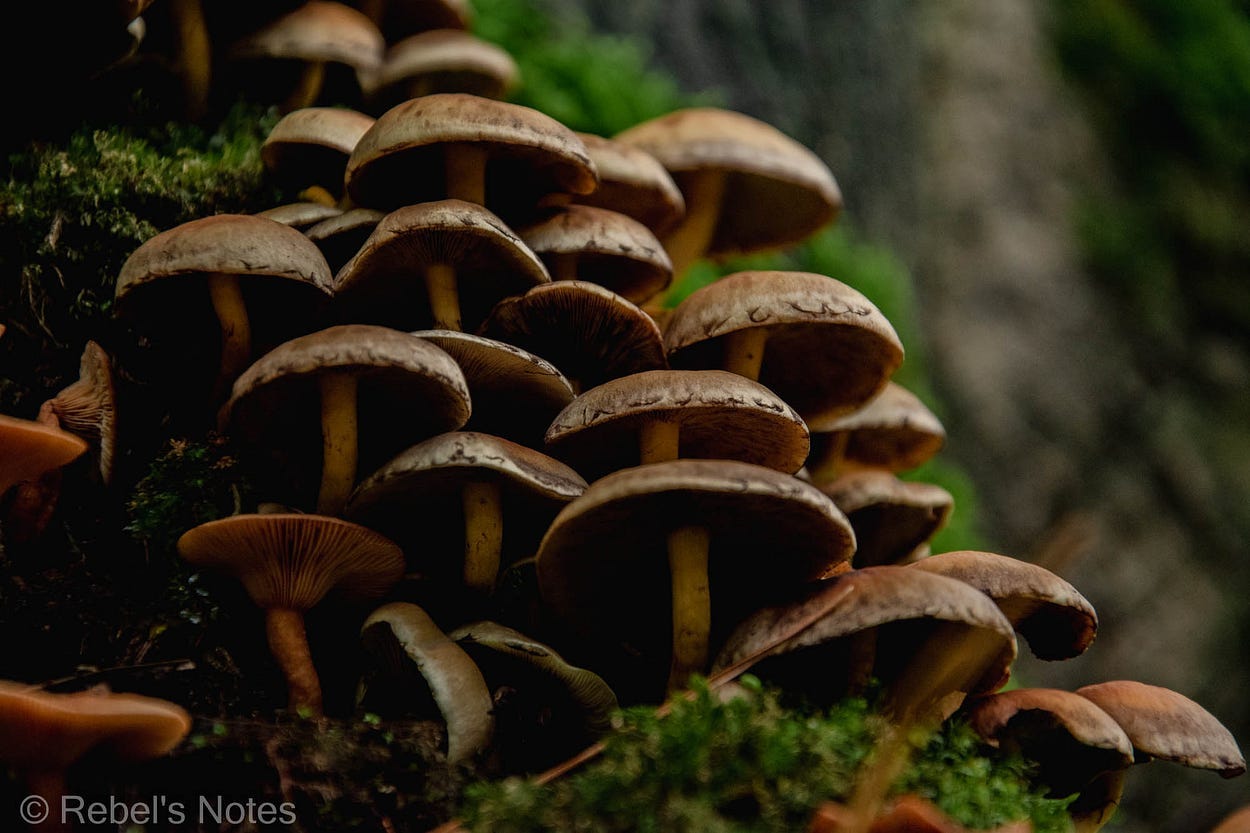 An image of many toadstools growing up a slope of moss.