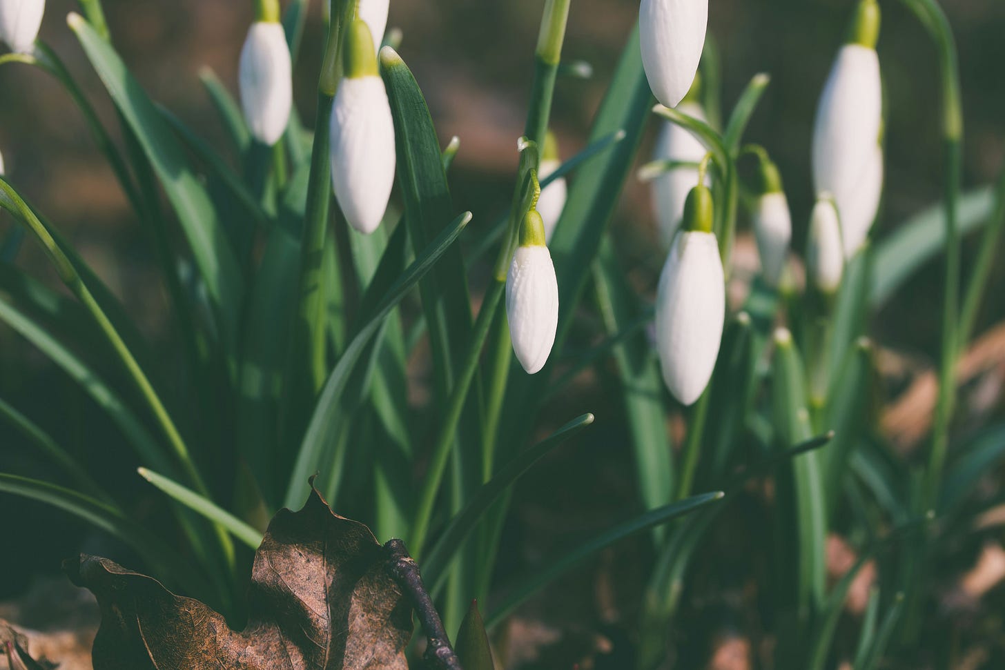 snowdrop flowers, not yet open