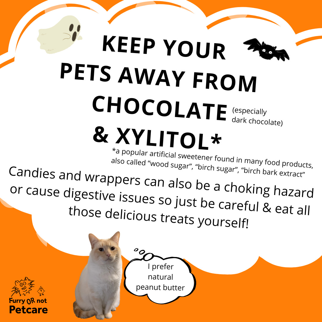 Keep your pets away from chocolate (especially dark) and xylitol