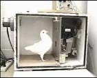 Pigeon in a skinner box