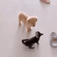 a puppy is standing next to a kitten on the floor .