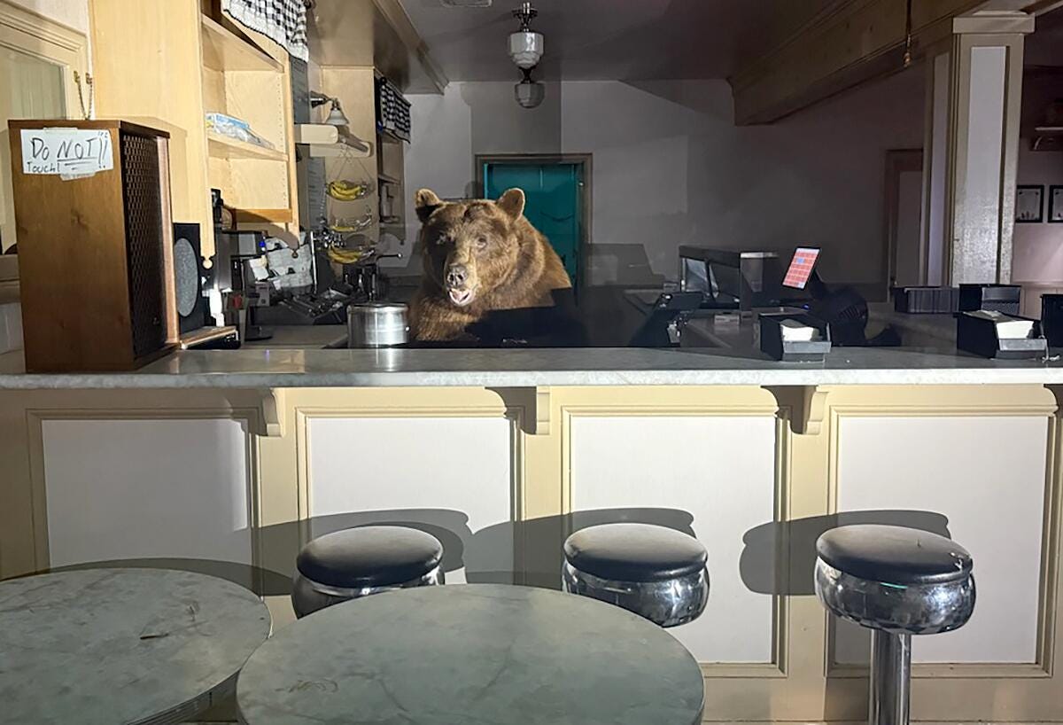 A bear looks up from behind a counter. A bear looks up from behind a counter.
