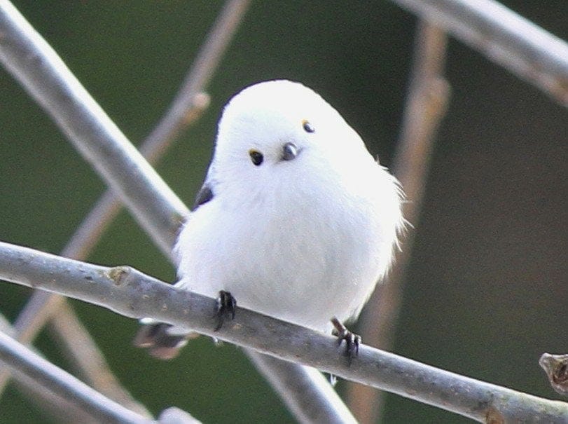 This long-tailed bushtit, nicknamed "snow fairy", is a small fluffy white bird native to Hokkaido in Japan.