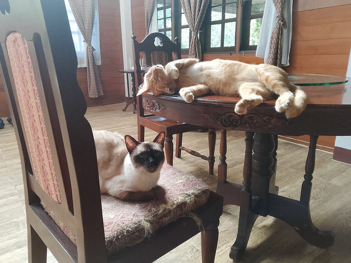 A Siamese princess cat and a giant orange temple cat lounging together at the dining table in our home in northern Thailand.