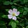 Wyld Rose Garden