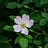 Wyld Rose Garden