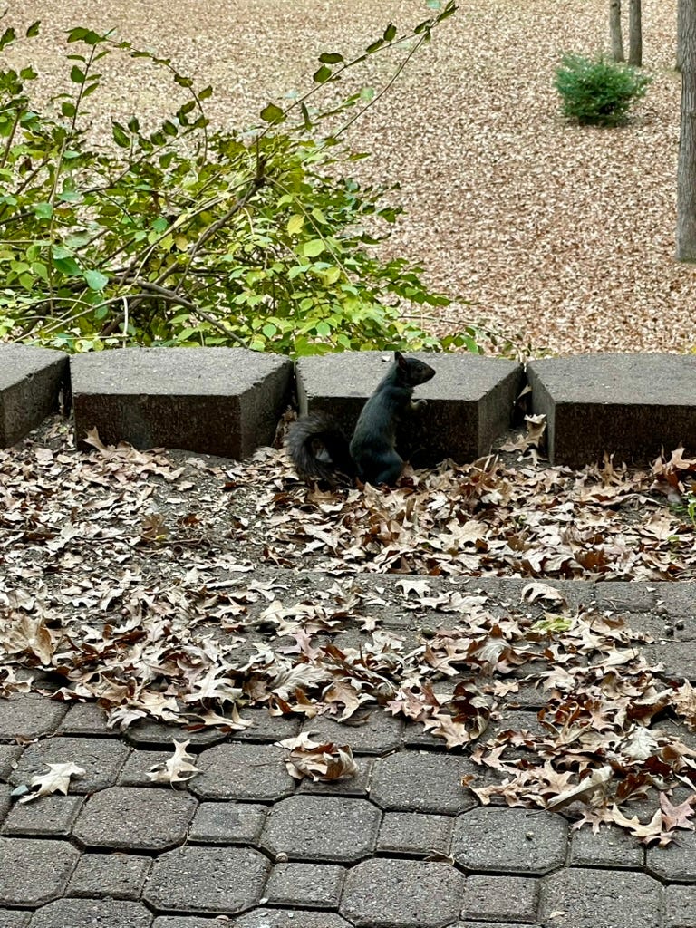 A squirrel standing on a rock

Description automatically generated