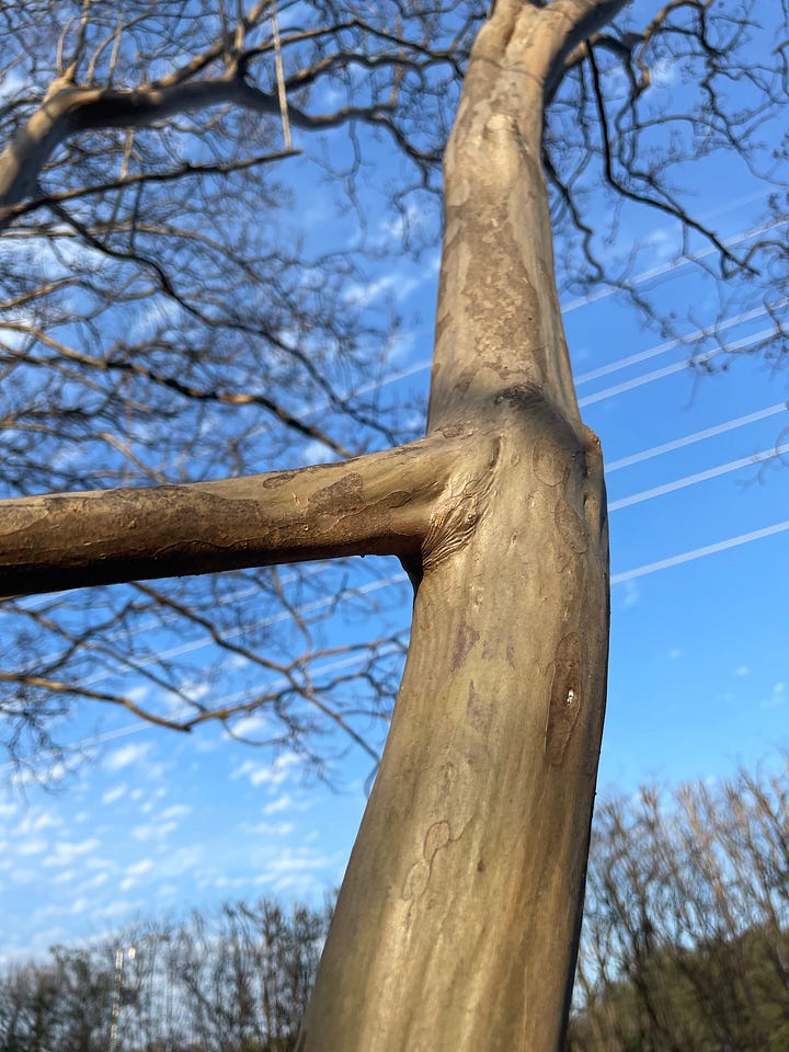 Four photos showing (from various angles) two vertical branches of the tree fully connected by a single horizontal branch