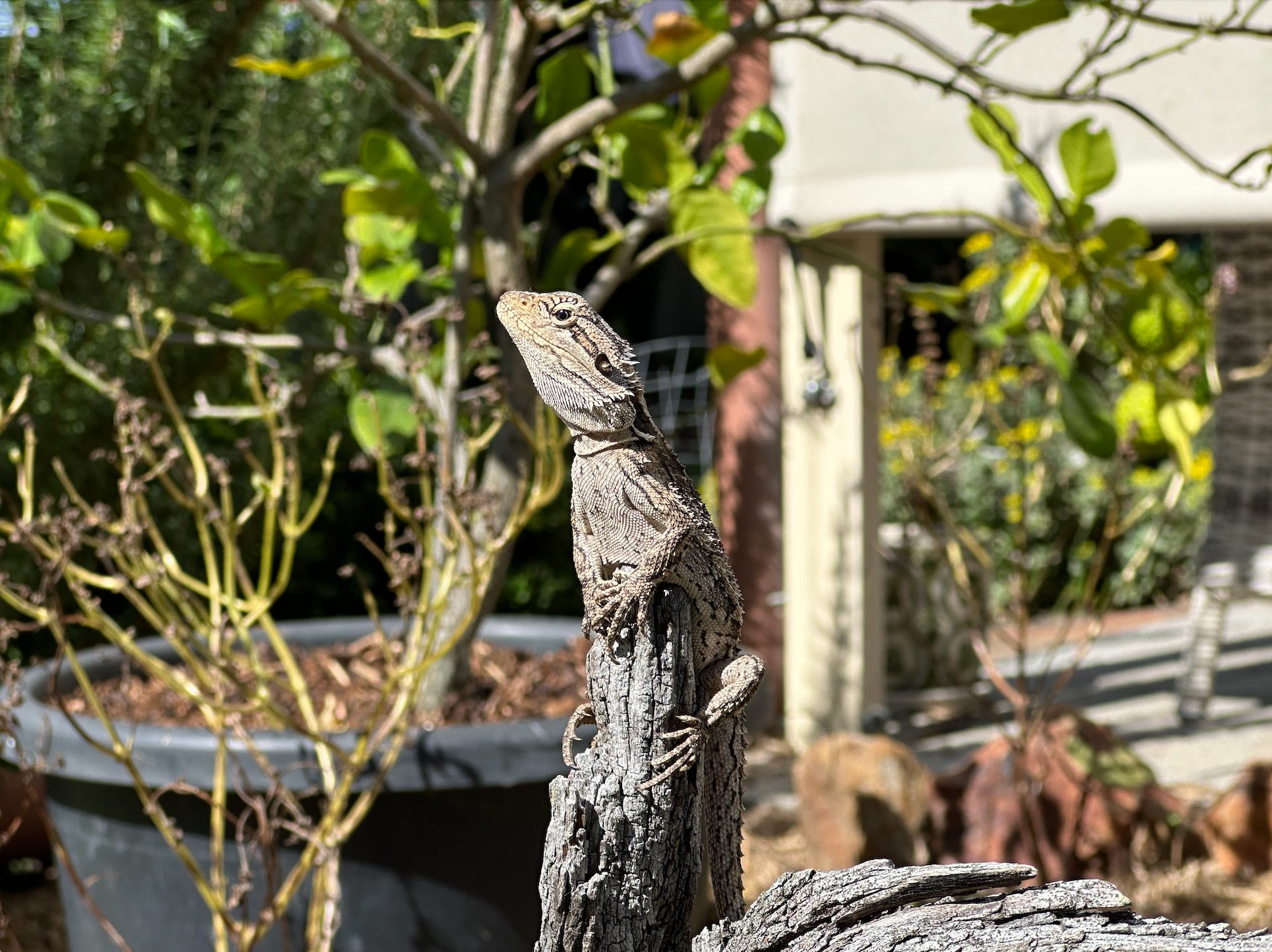 Lost Song Review | DReager1.com, image size:1928x1444