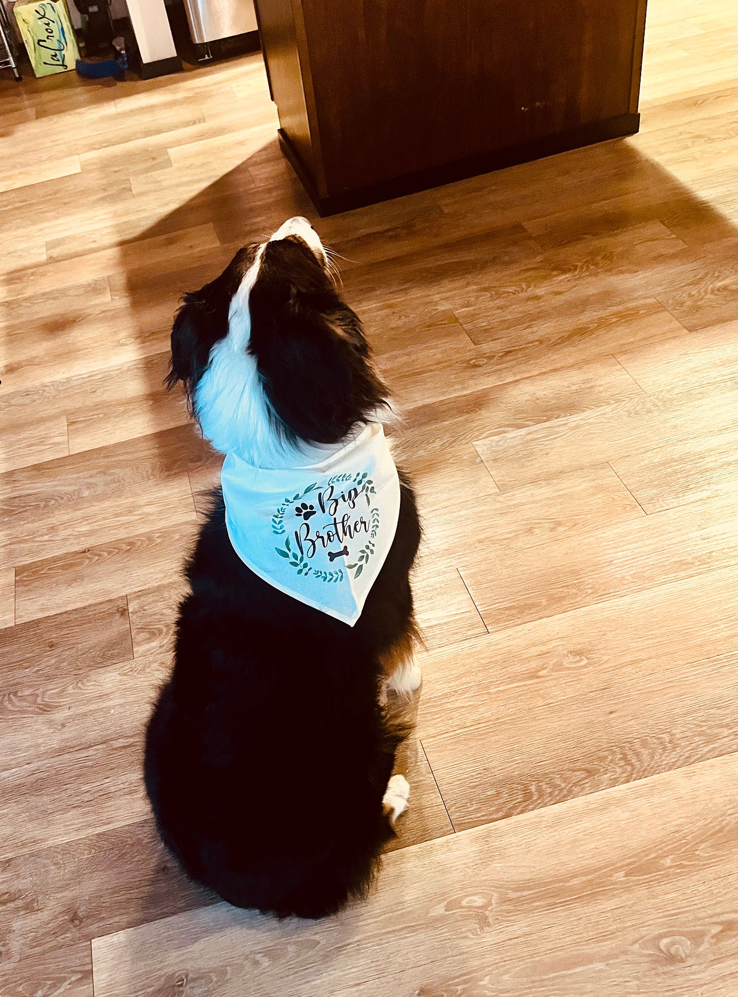 dog wearing "Big Brother" bandana
