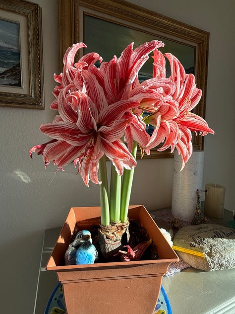 photos of cats, the northern lights, my beautiful birthday cake