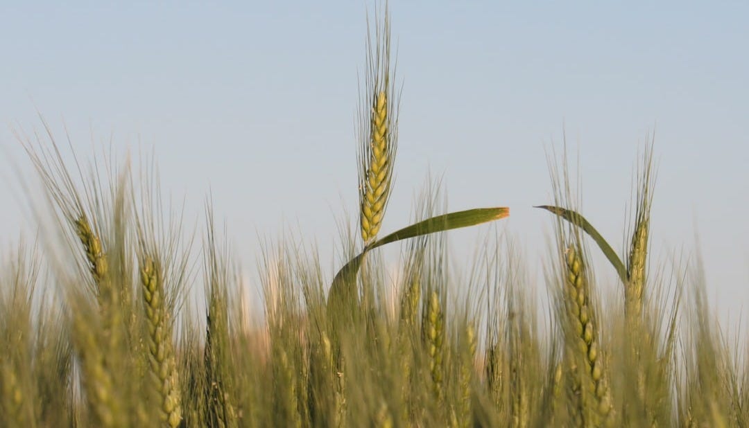 a wheat field with a single stalk in the foreground
