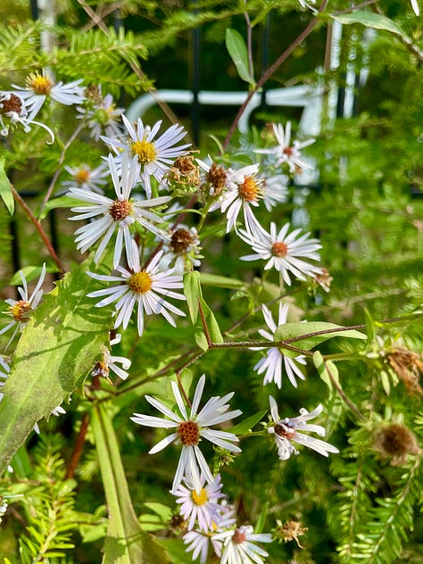The Curb is now full of native asters: Panicle aster (Symphyotrichum lanceolatum), Smooth blue aster (Symphyotrichum laeve) & Calico aster (Symphyotrichum lateriflorum) were each covered in all sort of bees this week as they prepare for winter.