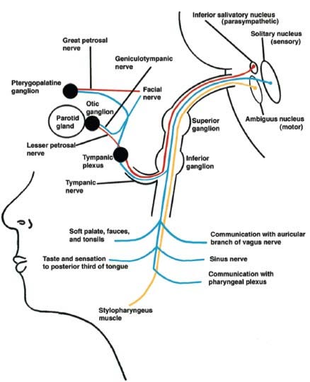 Glossopharyngeal Nerve | Radiology Key