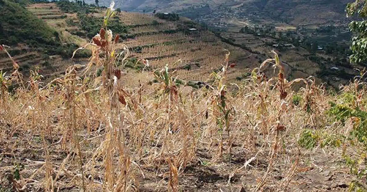 El Niño Forecast To Wreak Havoc On Ethiopian Agriculture In Coming Months |  The Reporter Ethiopia