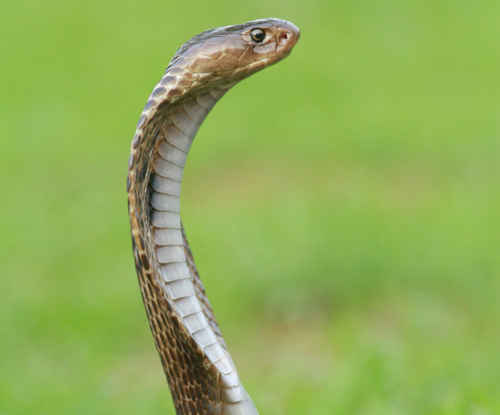 Brown snake with lighter brown-grey frontal scales in erect position as if watching for prey.  Diffused greenery is in the background.