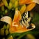 Inside The Life Of An Alzheimer's Home Caregiver 