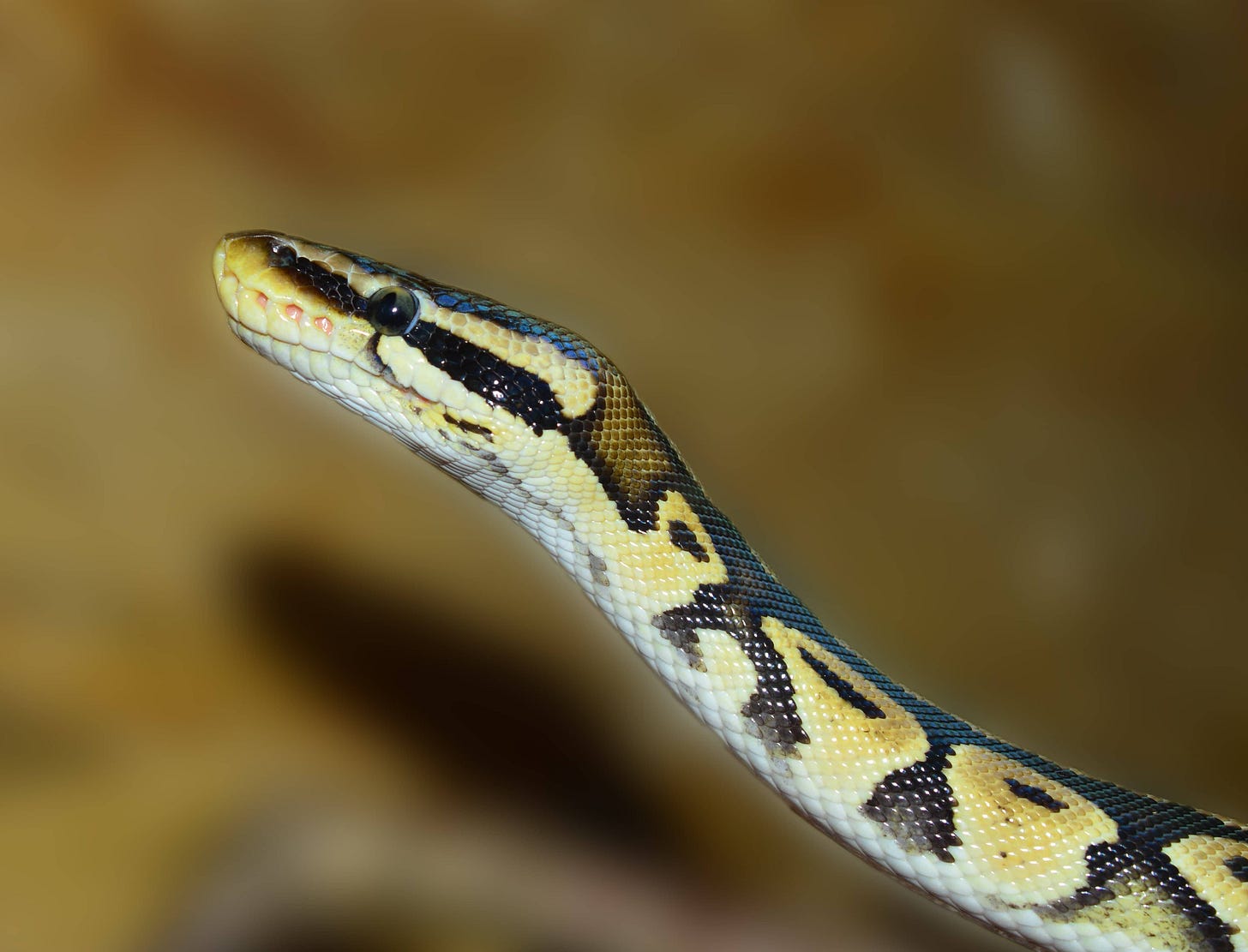 Free picture: reptile, zoology, wildlife, snake, python, exotic animal