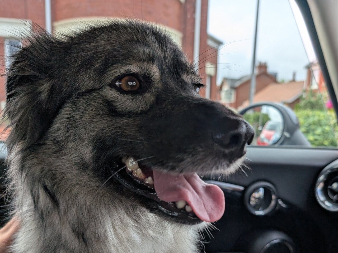 Mera in the car