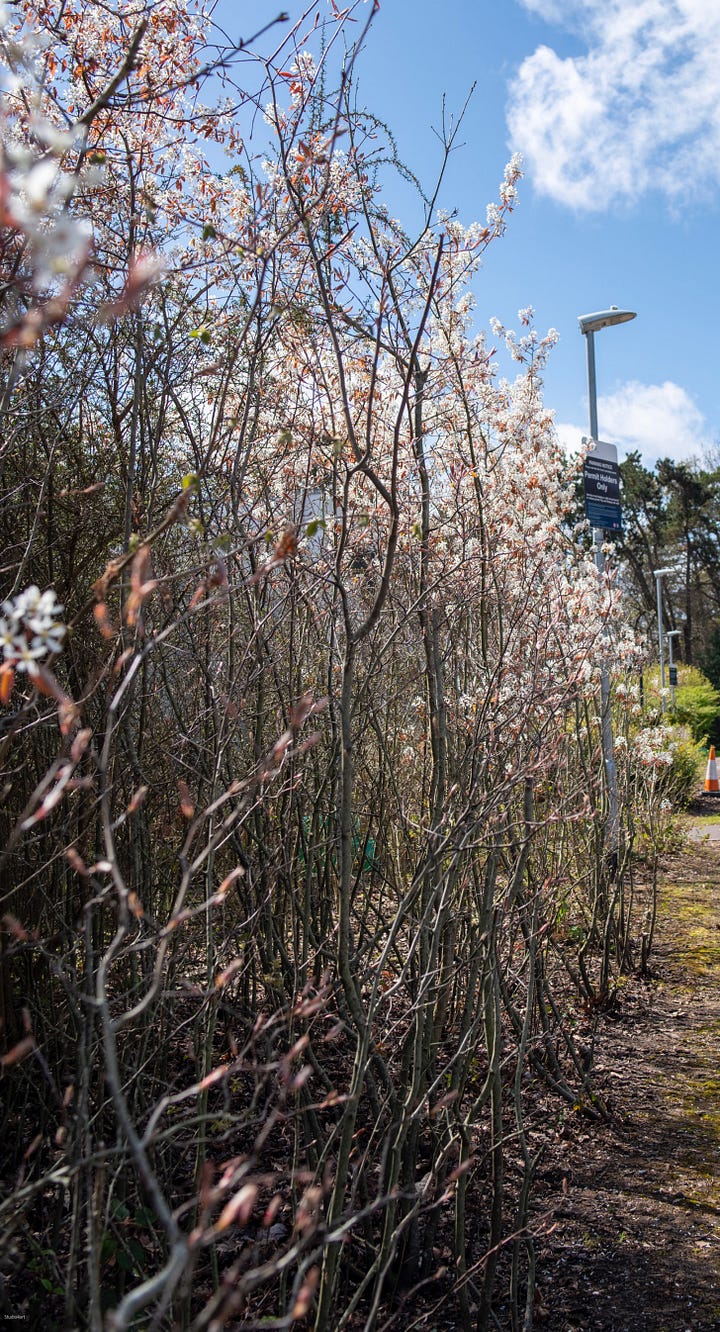 Examples of juneberry shrubs growing many stems as hedges or suckering trees