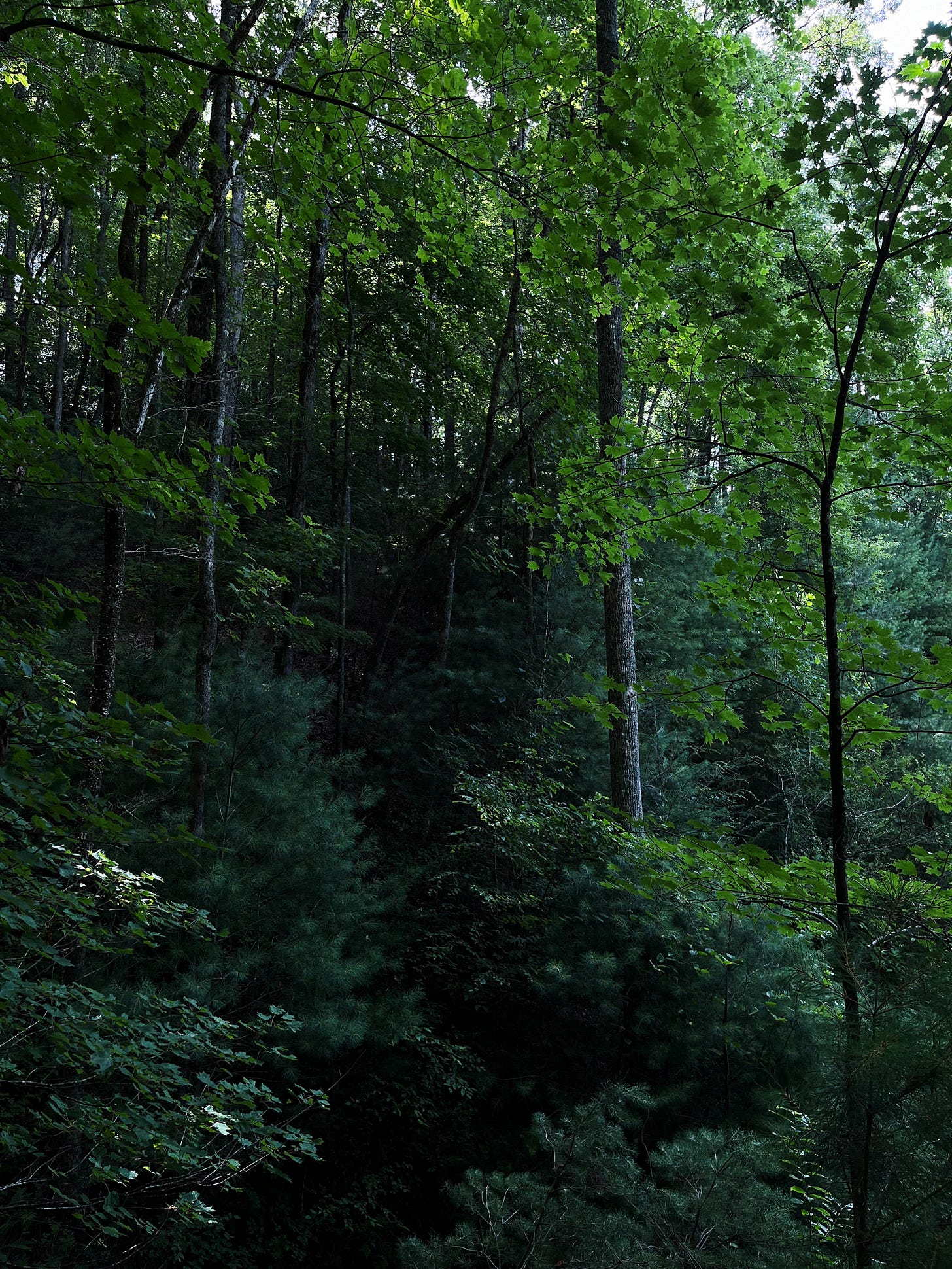 Forest Trees in North Georgia