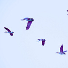 Washington State Reports First-Ever Human Infection with New 'H5N5' Bird Flu Strain