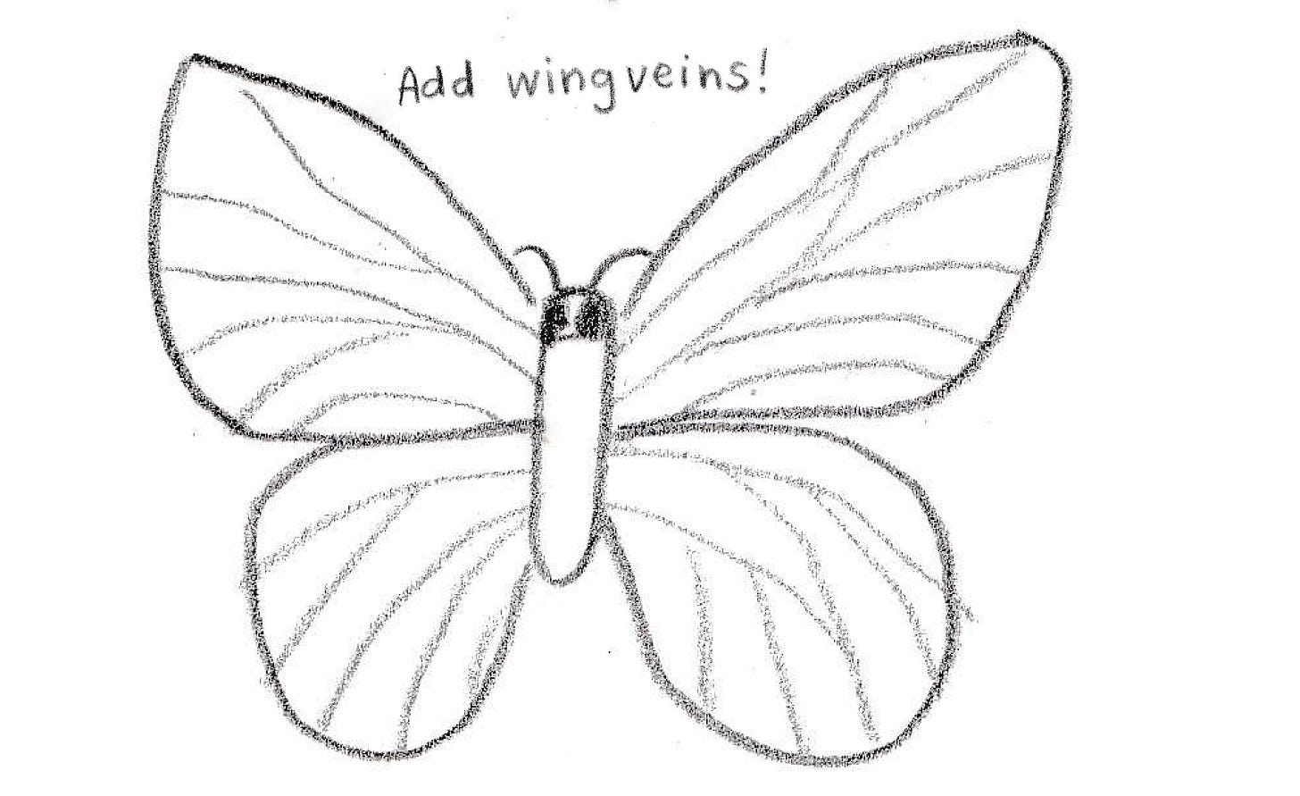 butterfly drawing butterfly drawing
