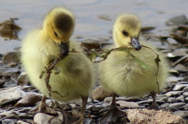 two yellow ducklings on gray rocks