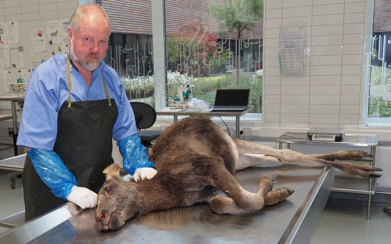 Vilthelseansvarleg ved Veterinærinstituttet og prosjektleiar for Elgkalven Trampe, Bjørnar Ytrehus, ønskjer å undersøkje elgkalvar som blir funne døyande eller døydde. Foto: Ingunn Ruud, Veterinærinstituttet. Vilthelseansvarleg ved Veterinærinstituttet og prosjektleiar for Elgkalven Trampe, Bjørnar Ytrehus, ønskjer å undersøkje elgkalvar som blir funne døyande eller døydde. Foto: Ingunn Ruud, Veterinærinstituttet.