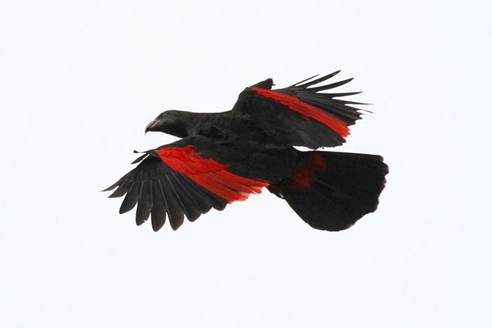 Apparently, Dracula Parrots Are A Thing And They Might Be The Most ... Apparently, Dracula Parrots Are A Thing And They Might Be The Most ...