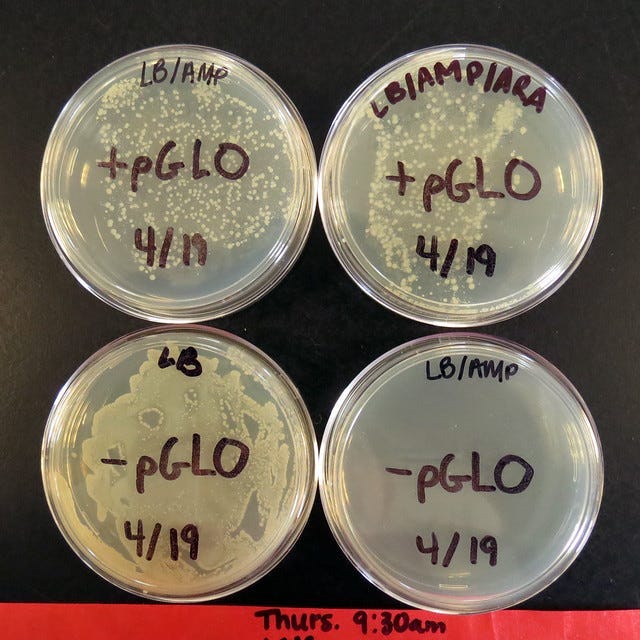 Image of the four resulting agar plates that should emerge from the pGLO lab.