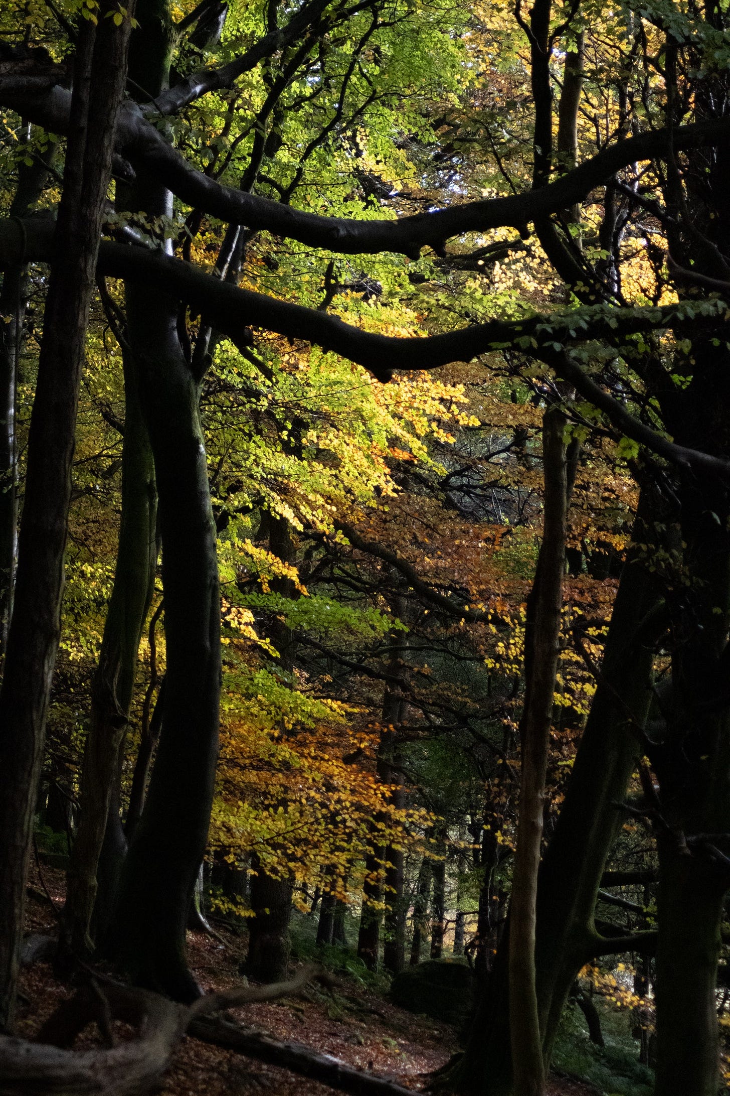hardcastle crags - foul scout wood