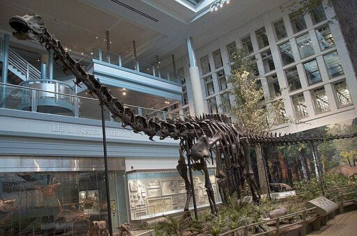 CM_Diplodocus.jpg