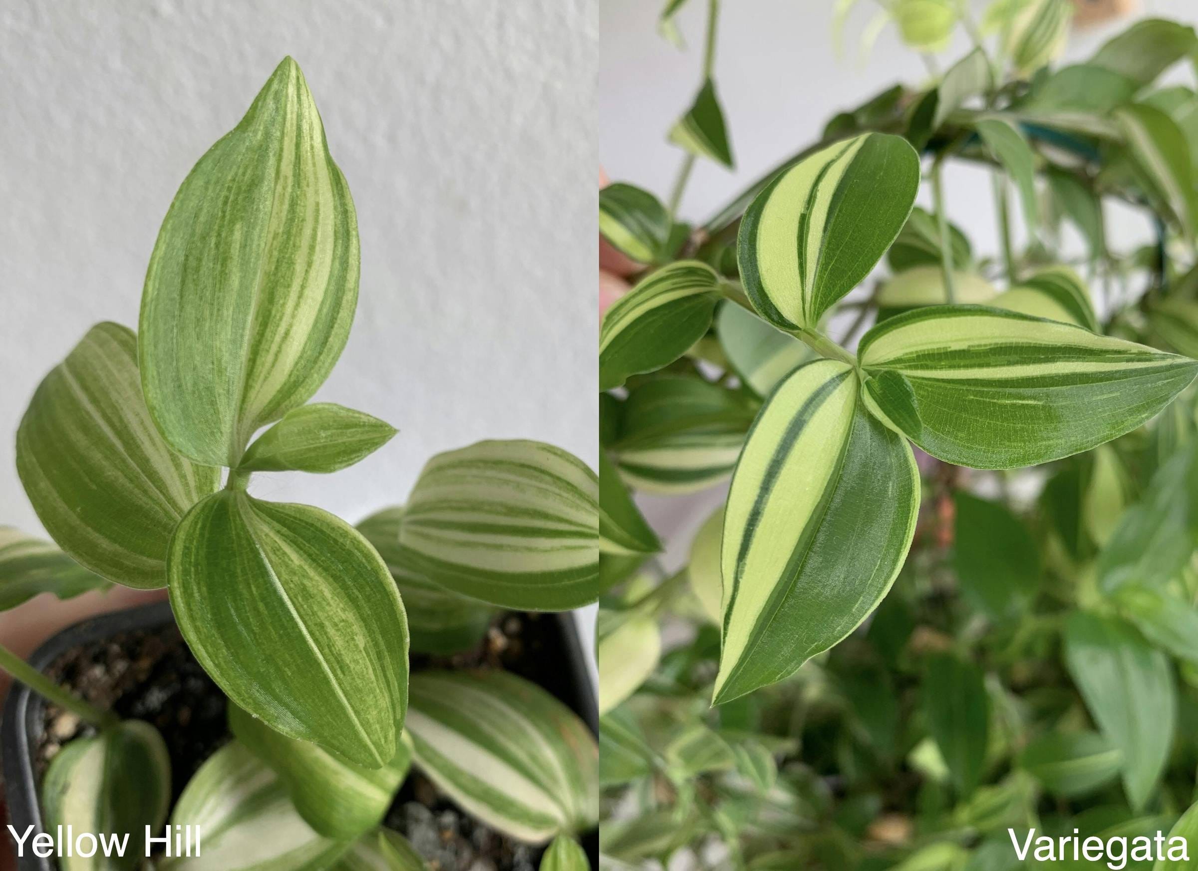 Similar yet different - Tradescantia Cultivars that look almost ...