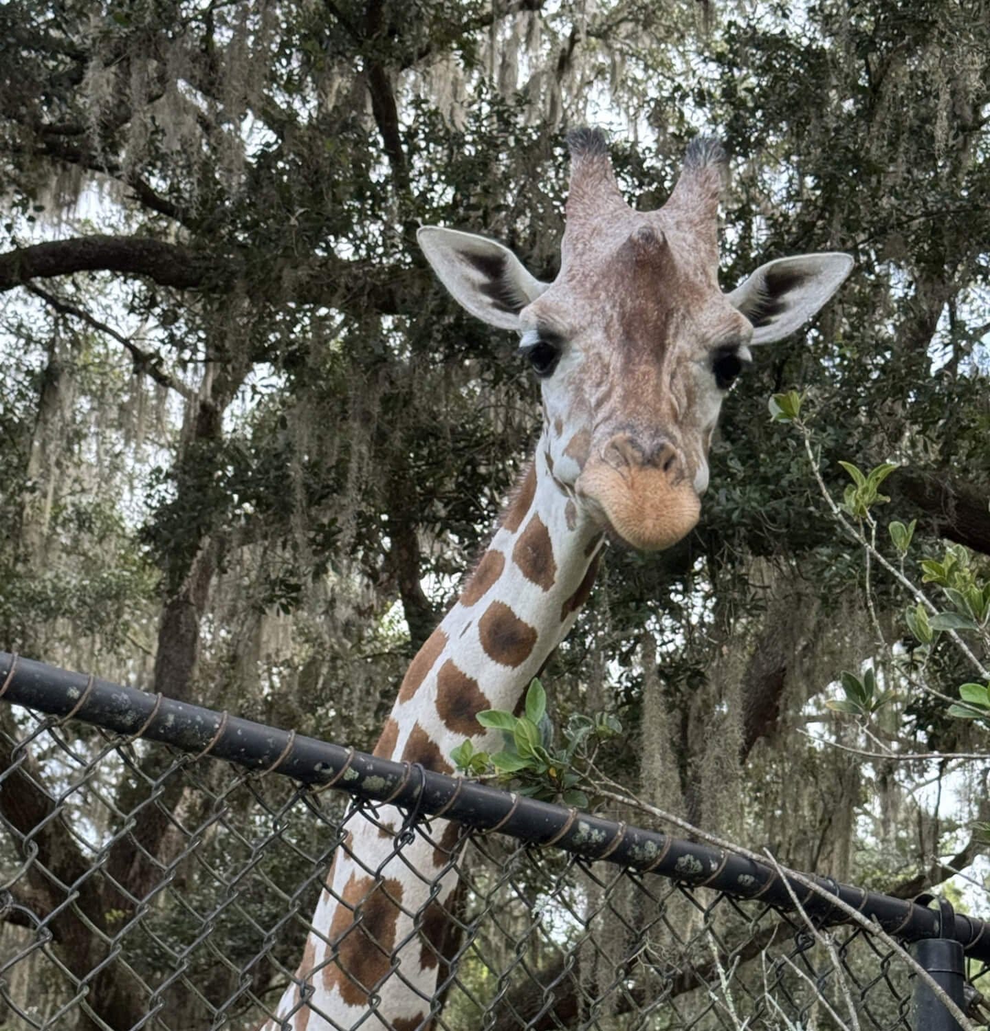 Desmond the giraffe looking over a fence