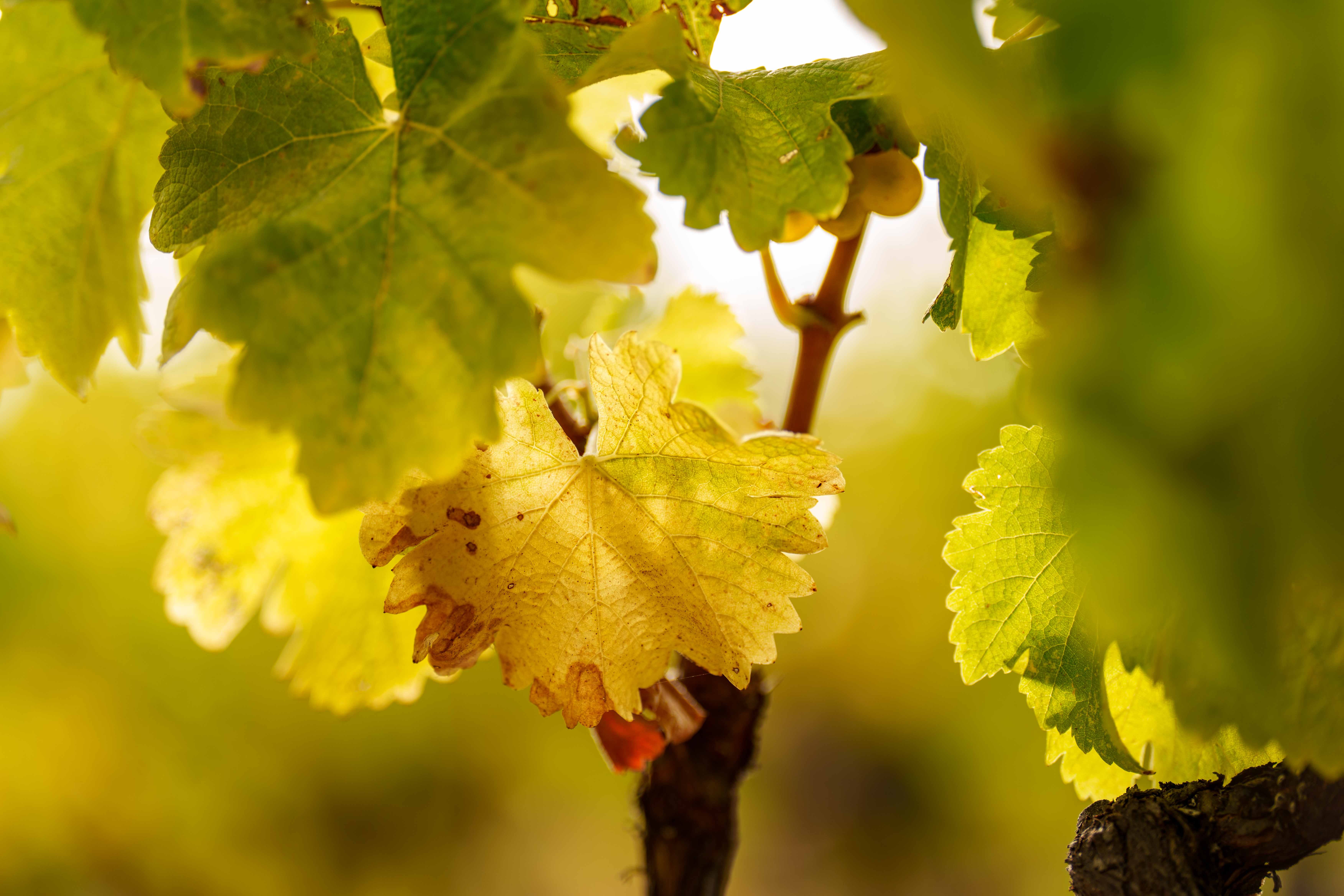napavalleyfocus.substack.com - Wine Chronicles: When Wine Gets Too Perfect