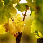 Wine Chronicles: When Wine Gets Too Perfect