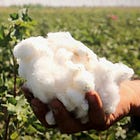 Cotton Harvest Opens Amid Price Confusion as Fuel Costs Squeeze Growers