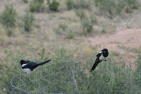 A nine-image gallery grid. Top row, left to right: geraniums and other flowers in a yard, a view of hills from the top of a ridge, a rainbow in a neighborhood. Middle row, left to right: Potted plants on a backyard patio, looking through trees to a river and a small village on the far side of the river, an abundant backyard garden. Bottom row, left to right: a chipmunk perched on the edge of a large metal dog bowl, getting a drink, graffiti on a train car, two magpies on a wire fence.