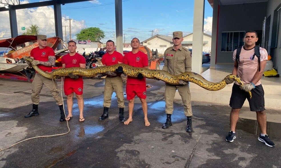 Sucuri de cinco metros é flagrada atravessando rodovia no interior do Acre;  VÍDEO | Acre | G1