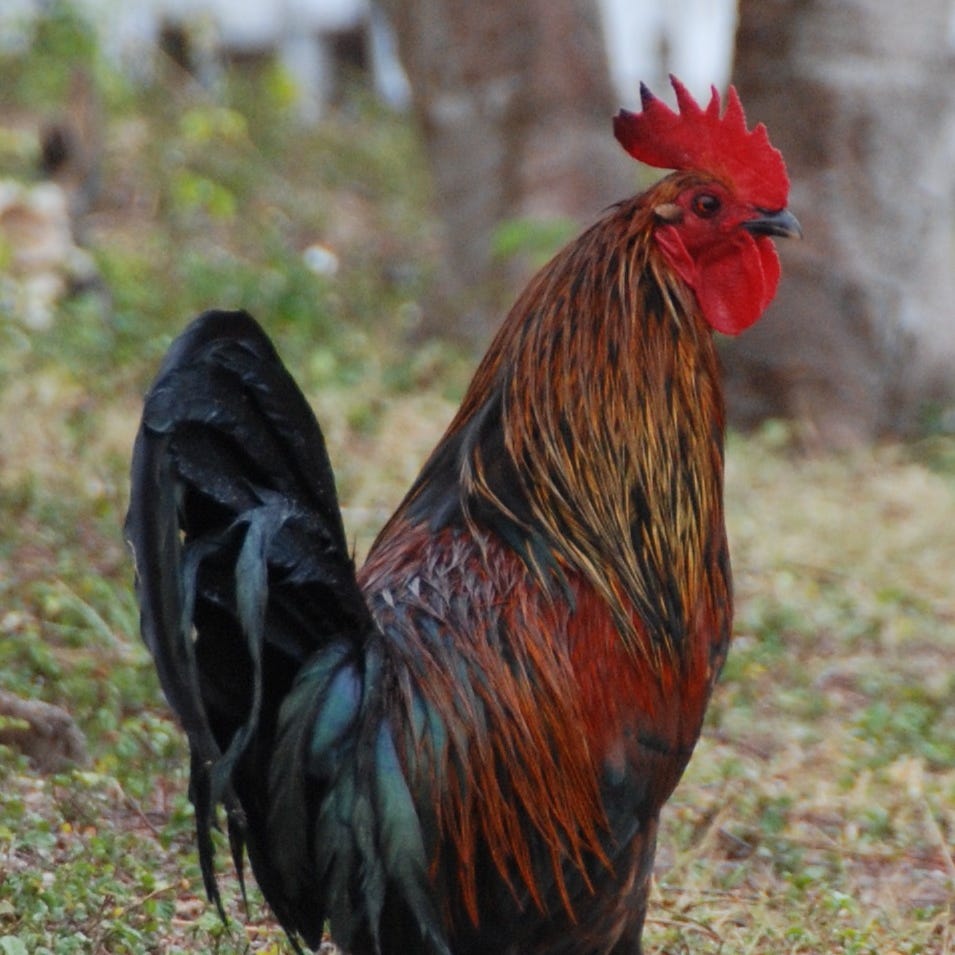 Tradeoffs and Conflicts; Institutions and Egregores