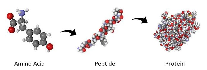 Getting Things into Cells, Pt. 1: Peptides | by Celine Halioua | Medium Getting Things into Cells, Pt. 1: Peptides | by Celine Halioua | Medium
