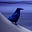 RavensFood's avatar