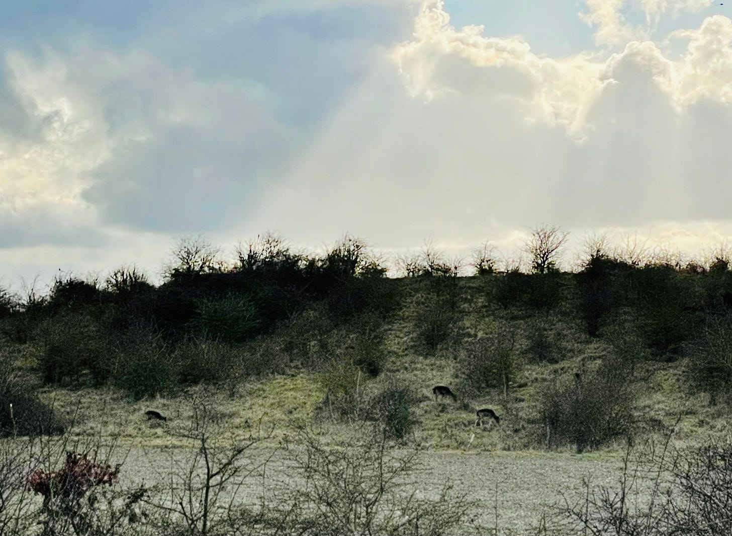 Fallow deer grazing
