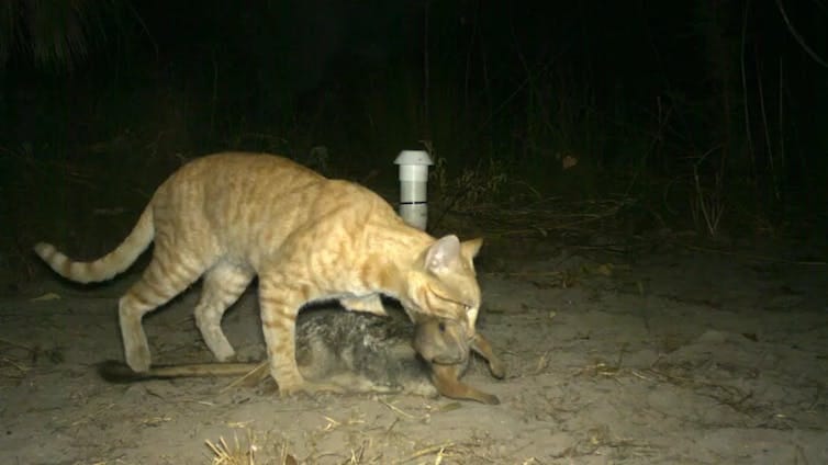 feral cat kill wallaby feral cat kill wallaby