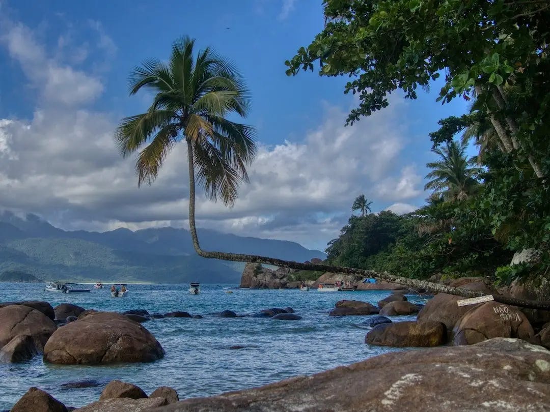 A palm tree with its trunk bending 90 degrees