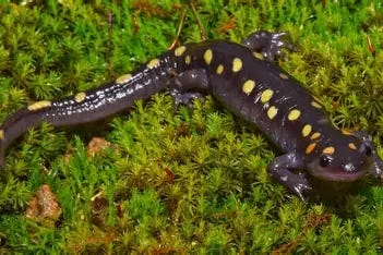 Image result for rights cleared images of spotted salamander Image result for rights cleared images of spotted salamander