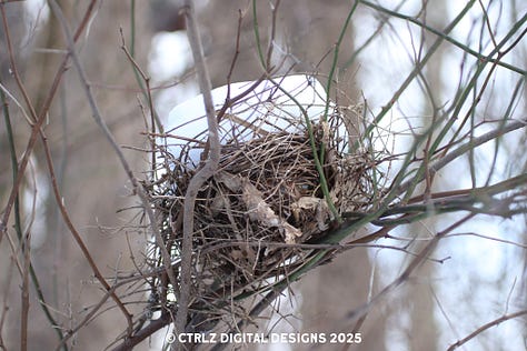 Six more photos include a Robin, nest, icy creek, bright red leaves on a winter background, grape vine, and branch piercing through a frozen creek