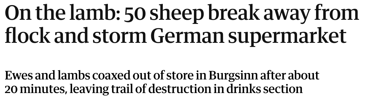On the lamb: 50 sheep break away from flock and storm German supermarket Ewes and lambs coaxed out of store in Burgsinn after about 20 minutes, leaving trail of destruction in drinks section On the lamb: 50 sheep break away from flock and storm German supermarket Ewes and lambs coaxed out of store in Burgsinn after about 20 minutes, leaving trail of destruction in drinks section