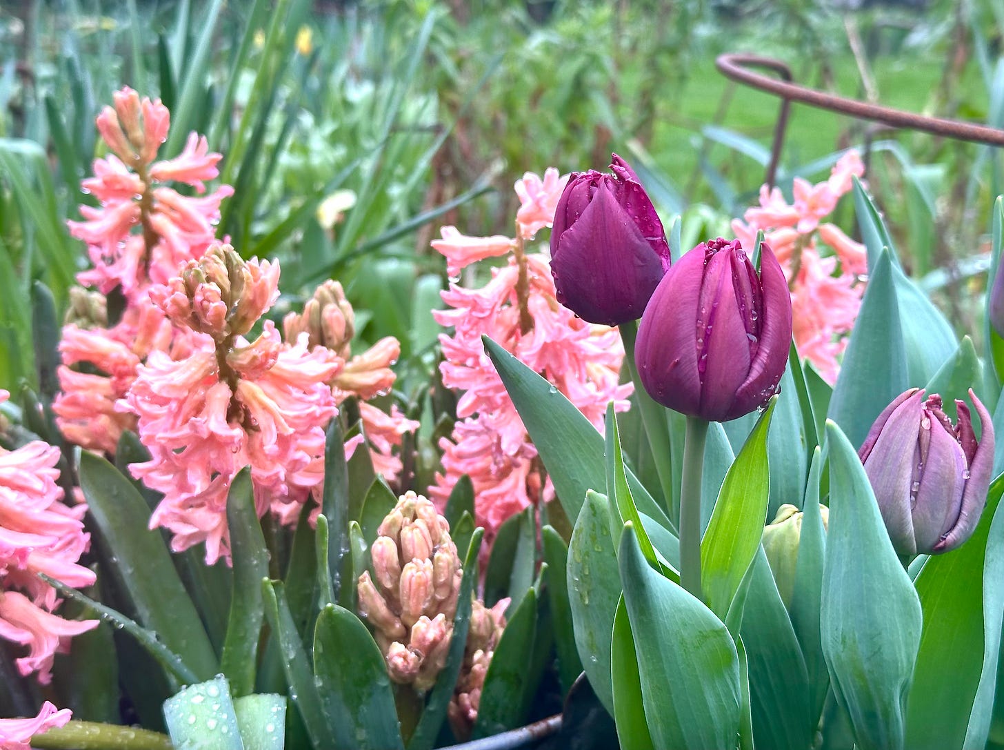 Colourful tulips in a cottage garden
